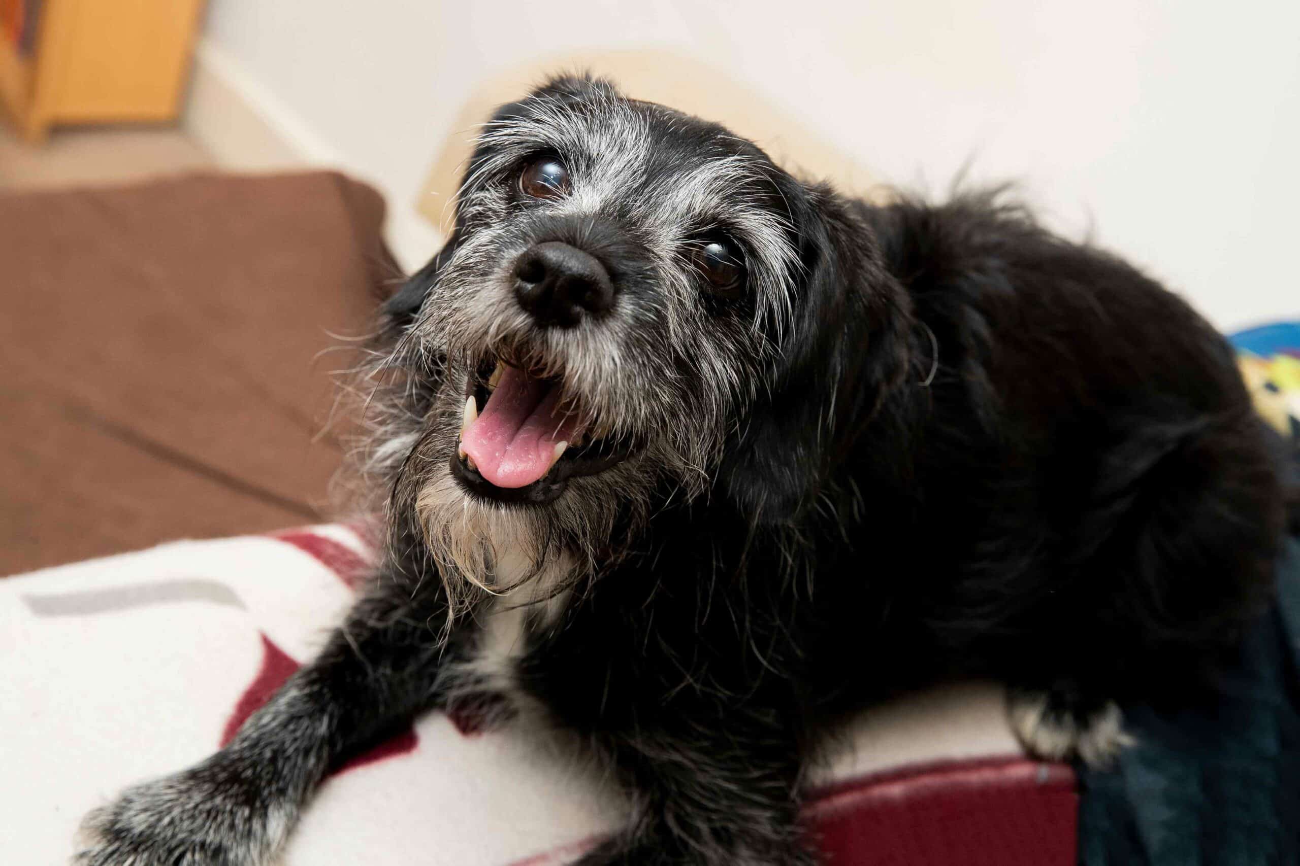 Our Personalized Approach to Senior Pet Wellness
